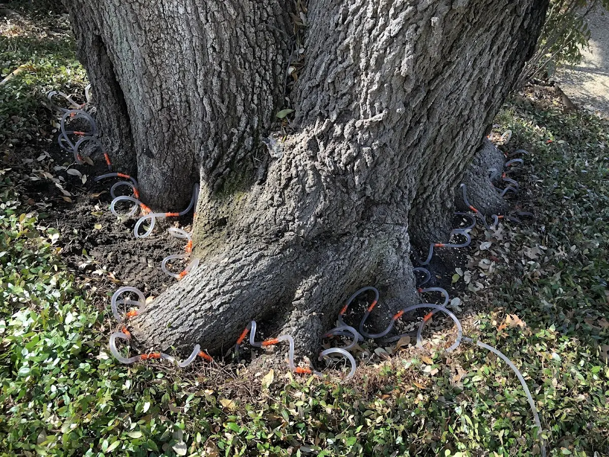 Detailed Tree Cabling and Bracing job site in Salt Lick