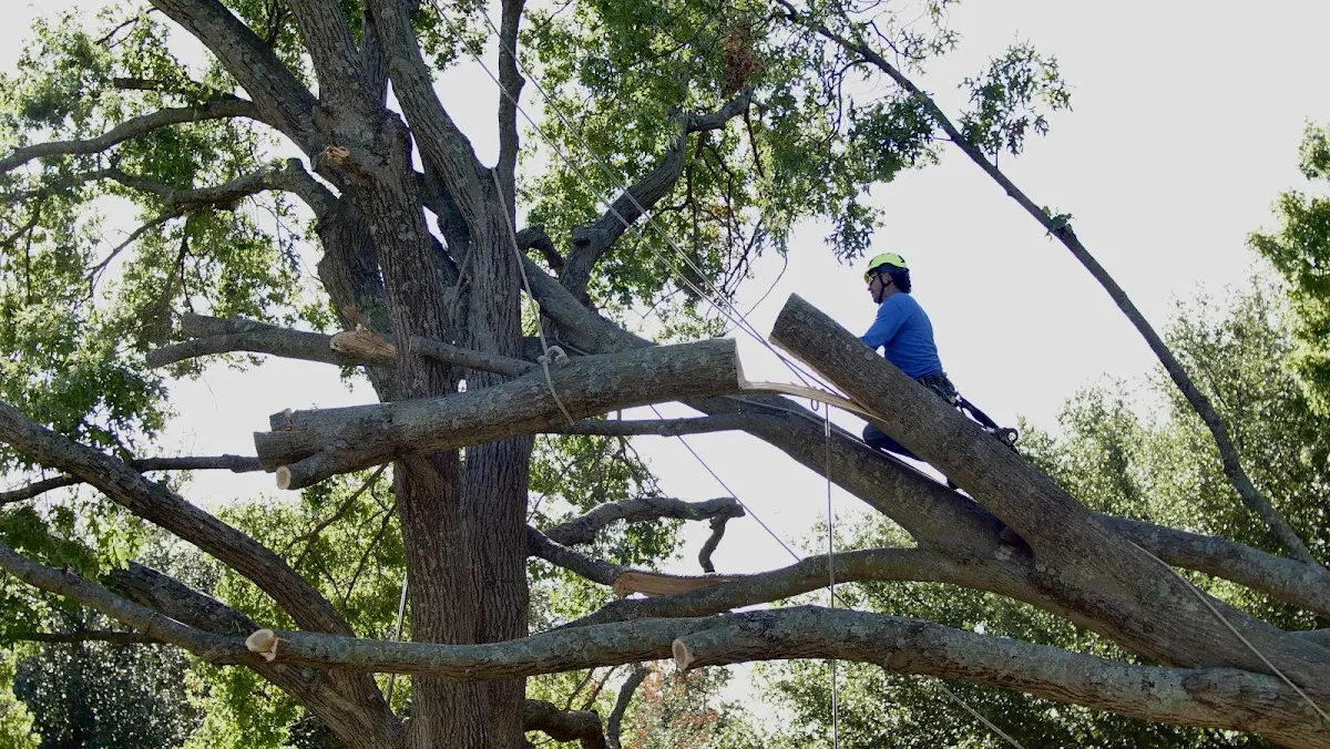 Professional Crown Thinning performed by certified arborists in Salt Lick