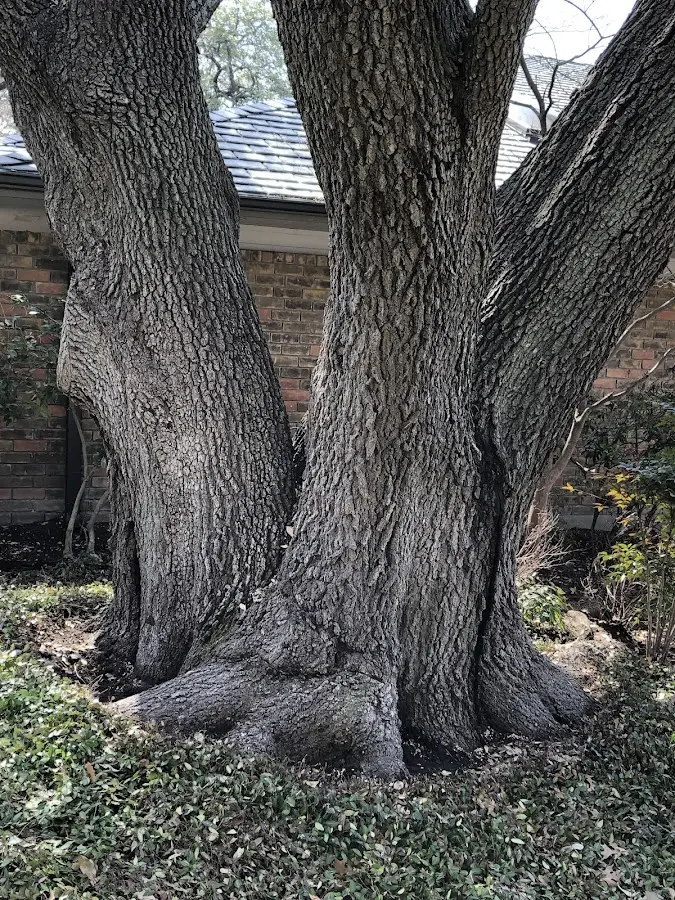 Mature heritage tree close to a Salt Lick property cared for by certified arborists